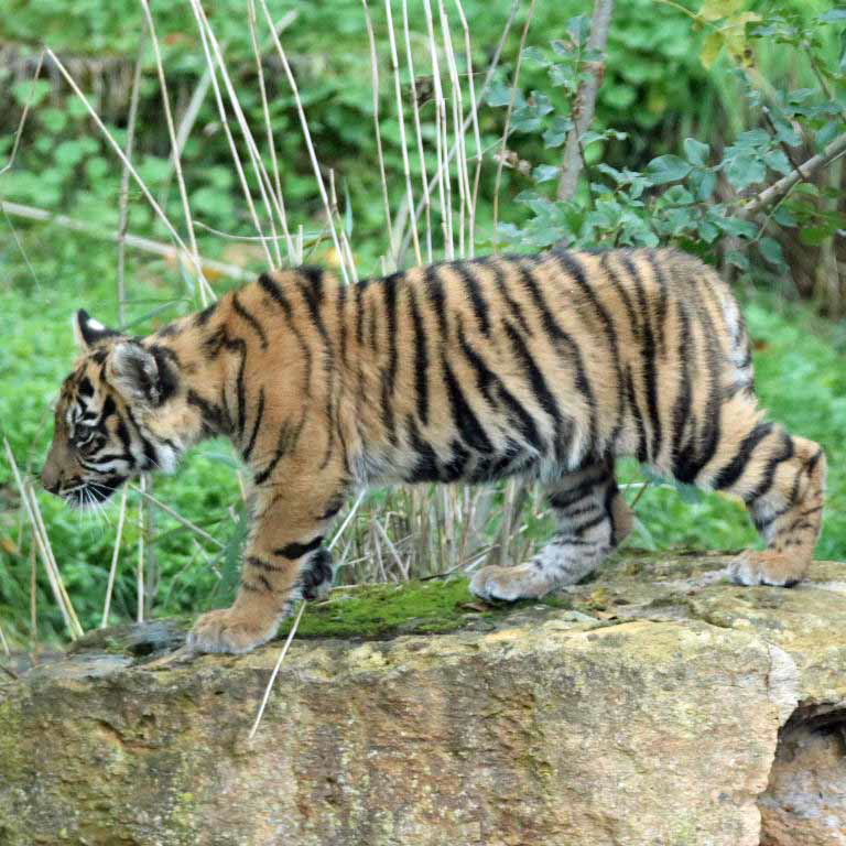 Sumatran Tiger cubs