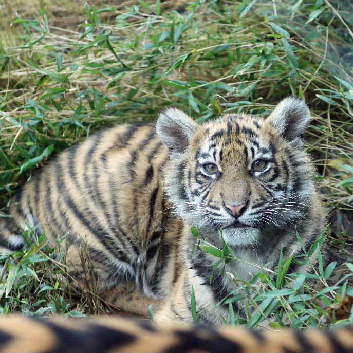 Sumatran Tiger cubs