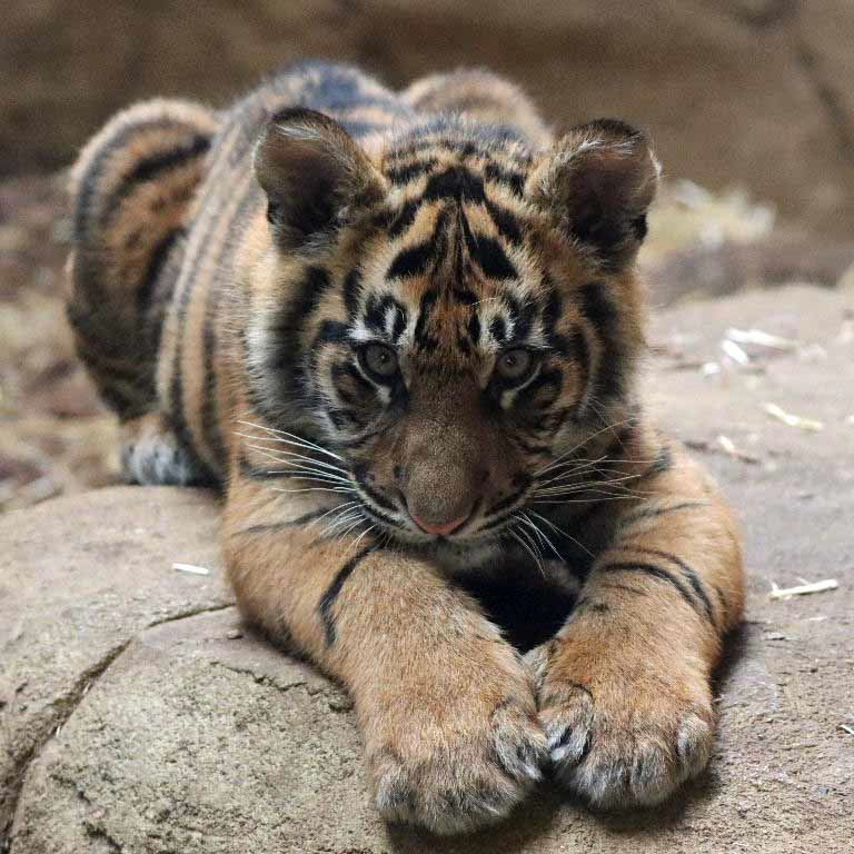 Sumatran Tiger cubs