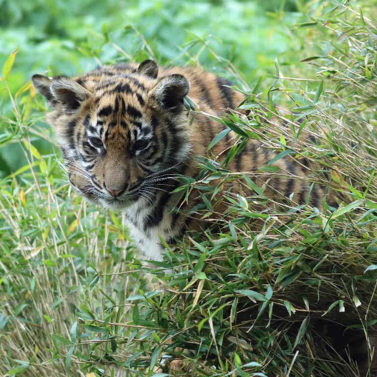 Sumatran Tiger cubs