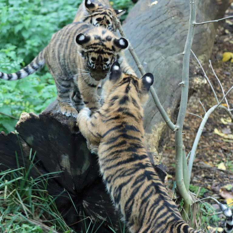 Sumatran Tiger cubs