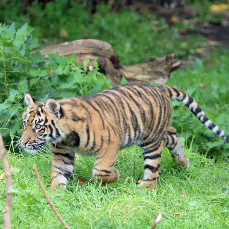 Sumatran Tiger cubs