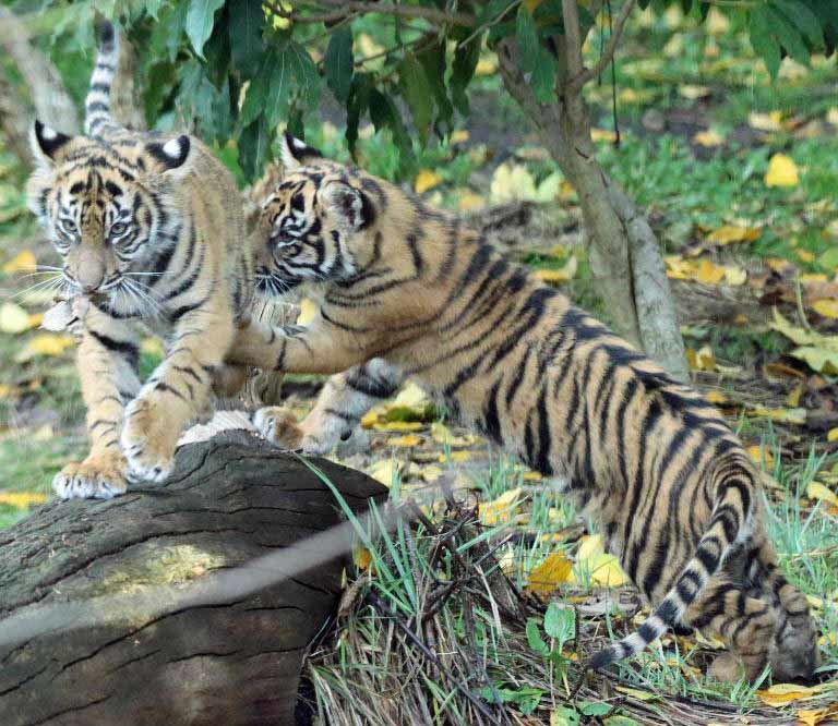 Sumatran Tiger cubs