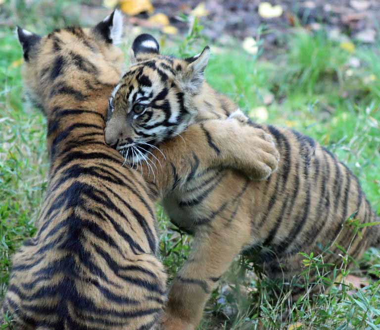 Sumatran Tiger cubs