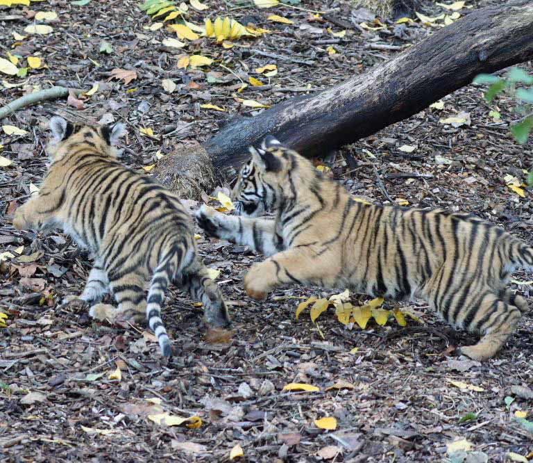Sumatran Tiger cubs