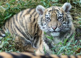 Sumatran Tiger cub
