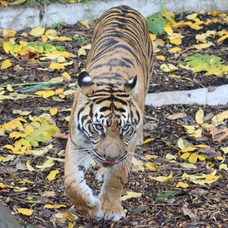 Sumatran Tiger female