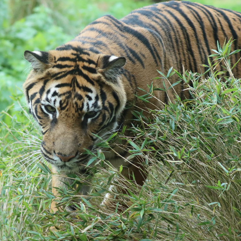 Sumatran Tiger female