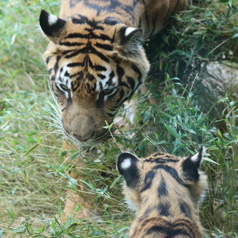 Sumatran Tiger female