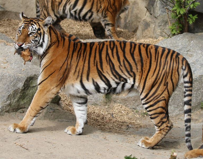 Sumatran Tiger