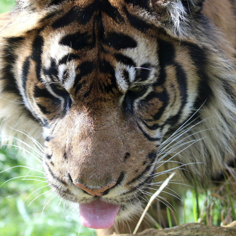 Sumatran Tiger