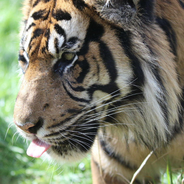 Sumatran Tiger