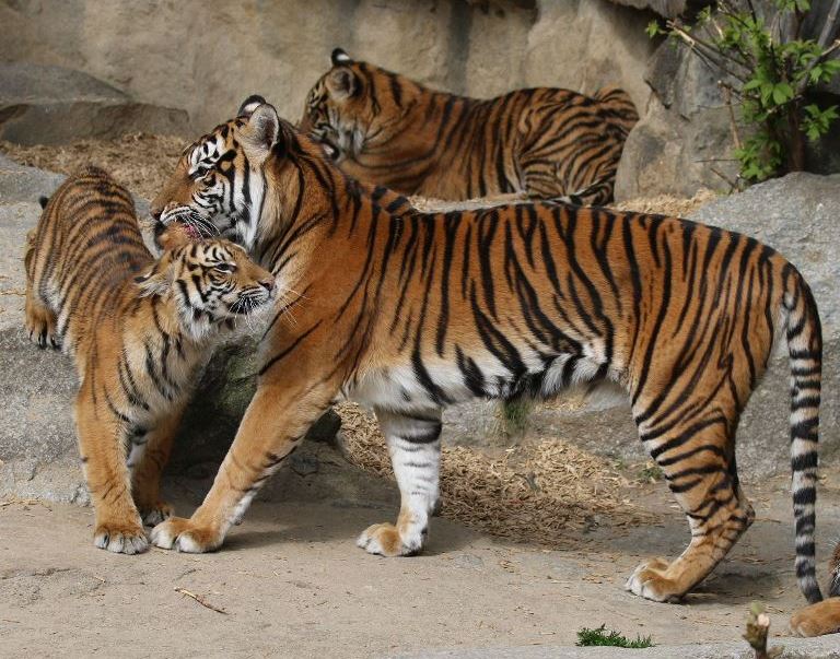 Sumatran Tiger