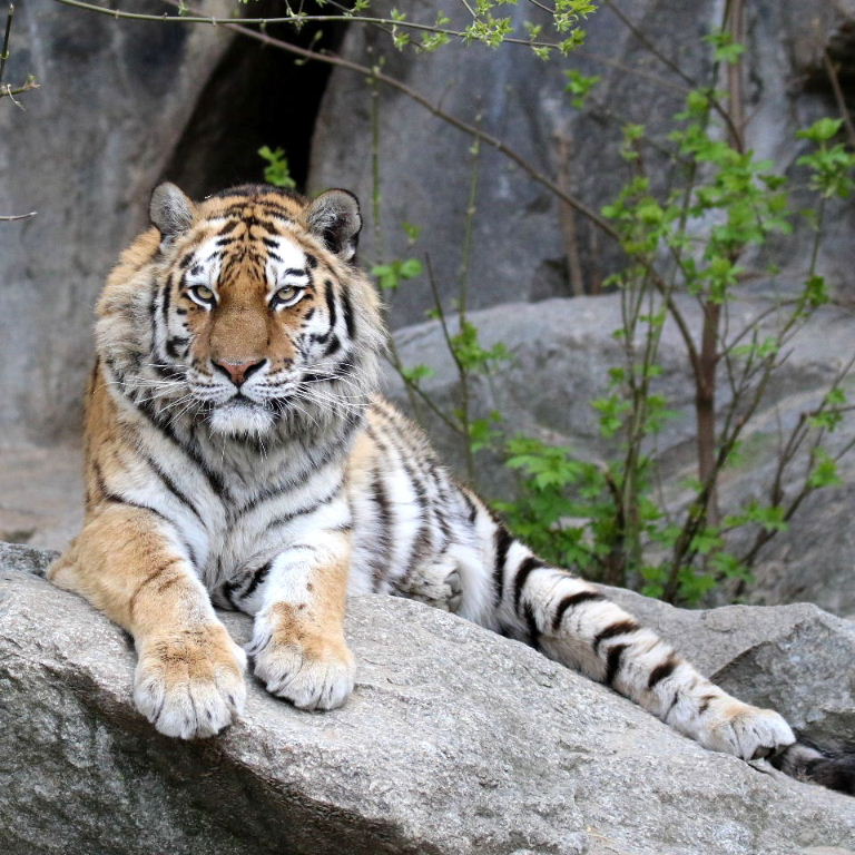 Sumatran Tiger