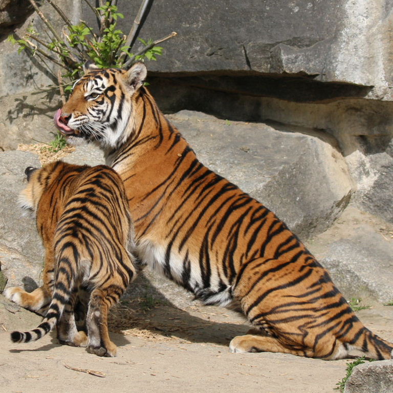 Sumatran Tiger
