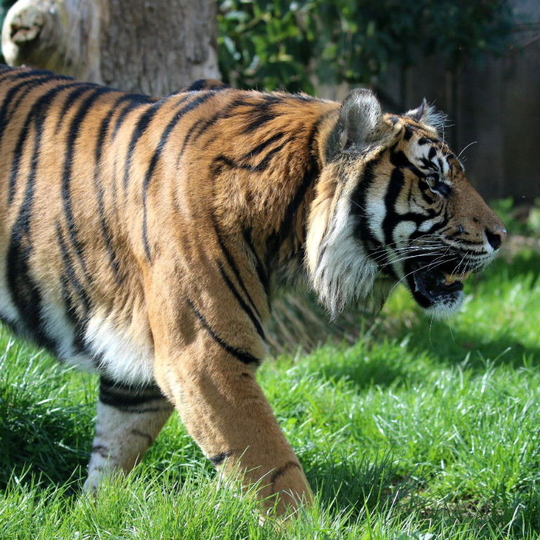 Sumatran Tiger male