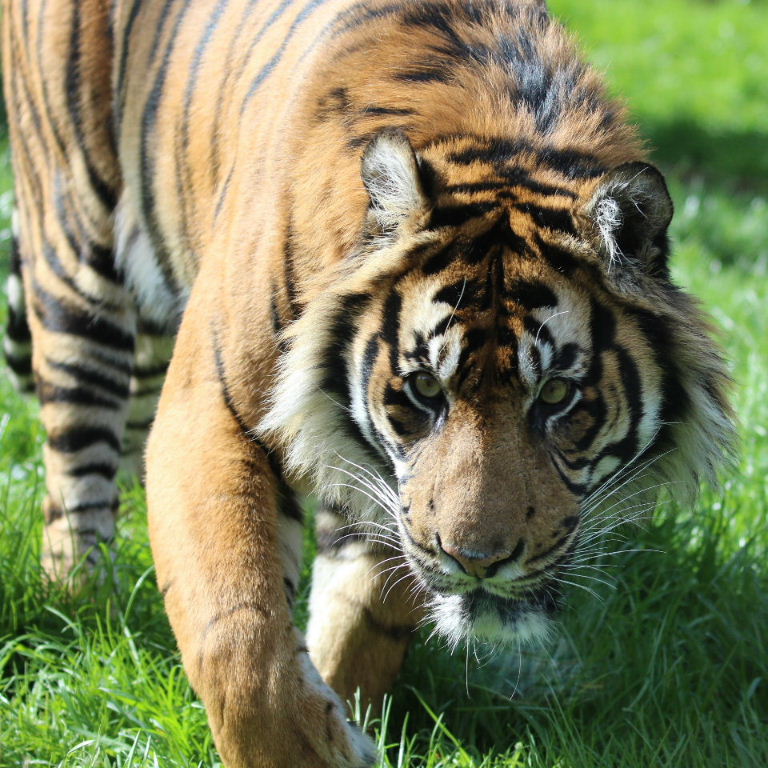 Sumatran Tiger male