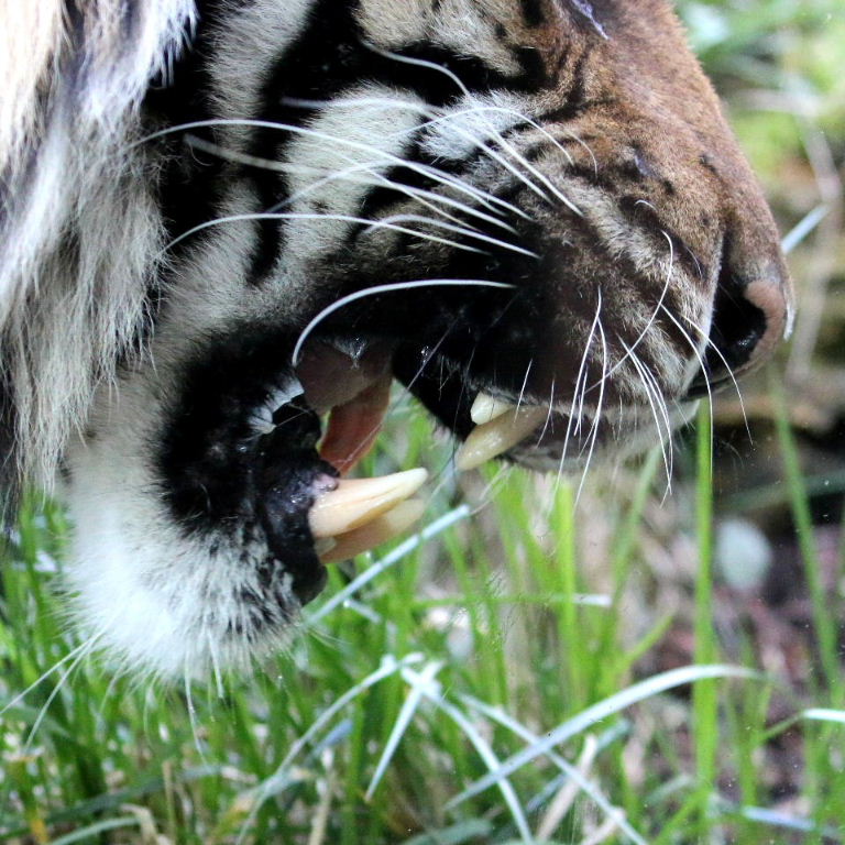 Sumatran Tiger