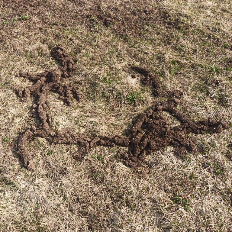 Zaisan Mole Vole city of tunnels
