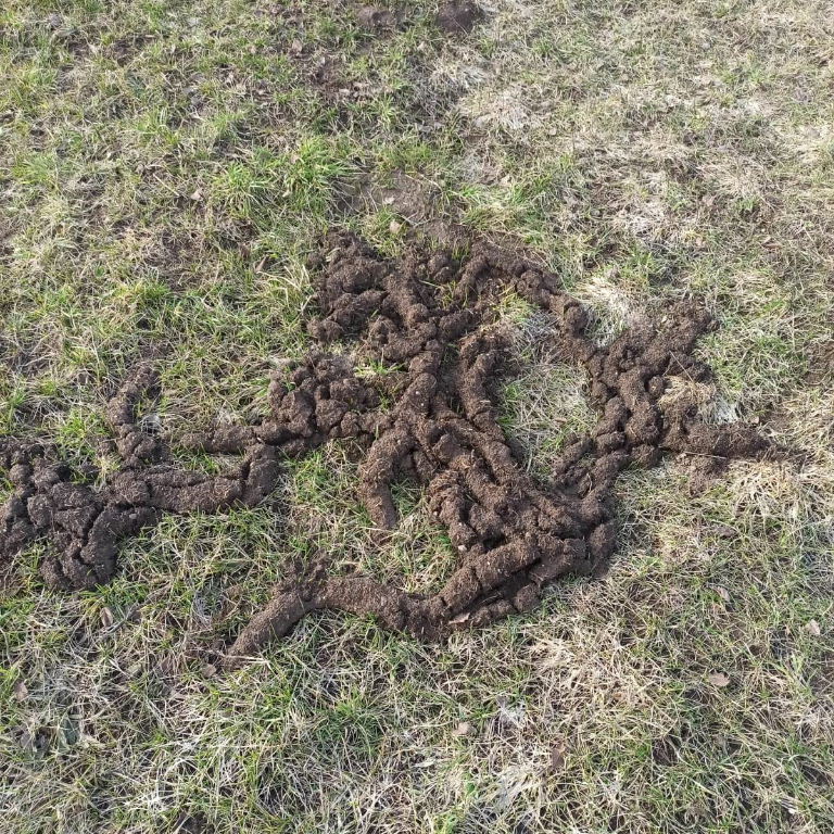 Zaisan Mole Vole burrow system