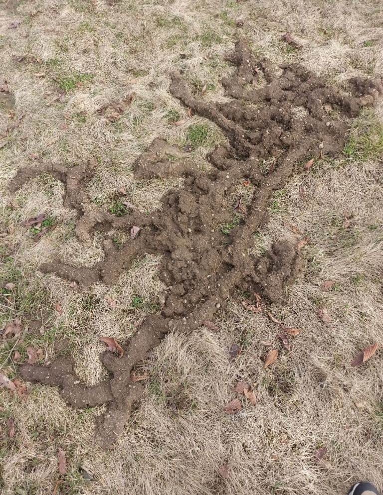 Zaisan Mole Vole burrow system