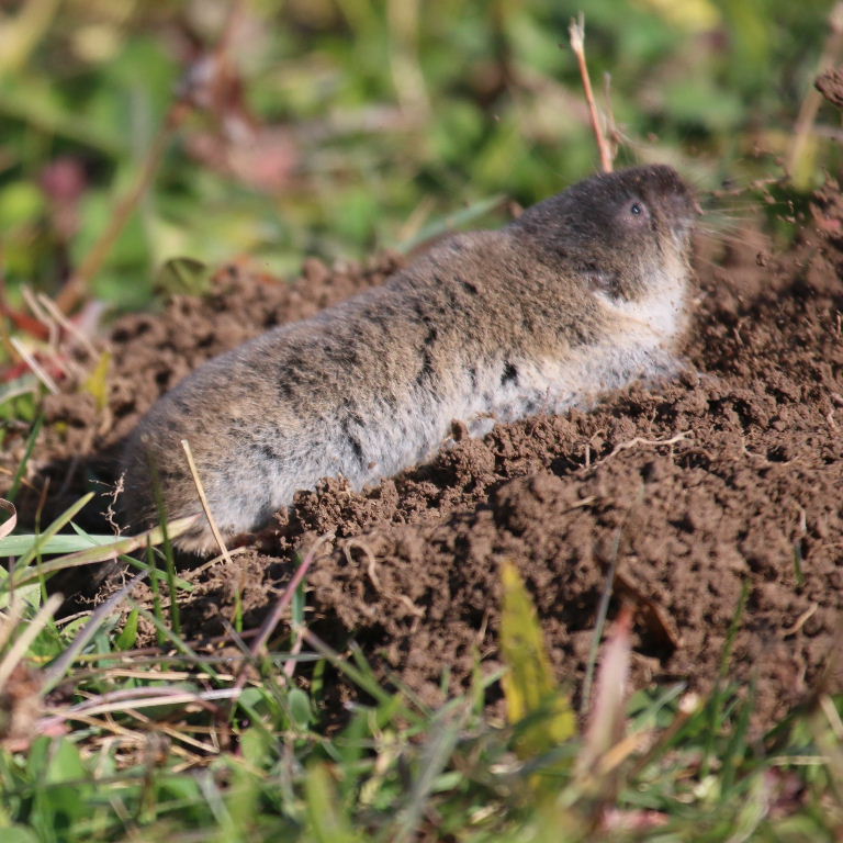Zaisan Mole Vole