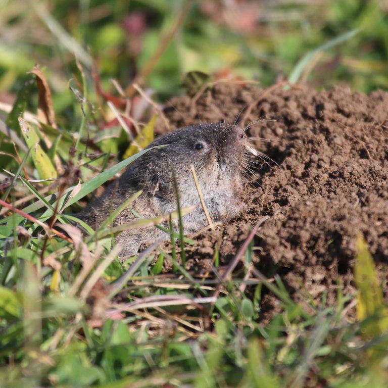 Zaisan Mole Vole