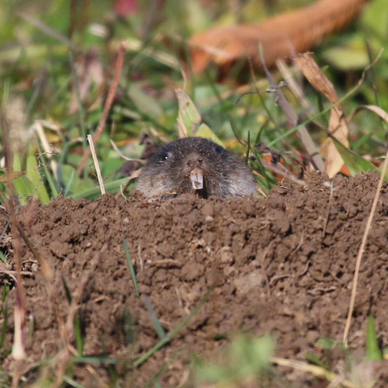 Zaisan Mole Vole
