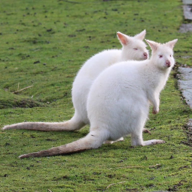 Albino Red-necked Wallabies