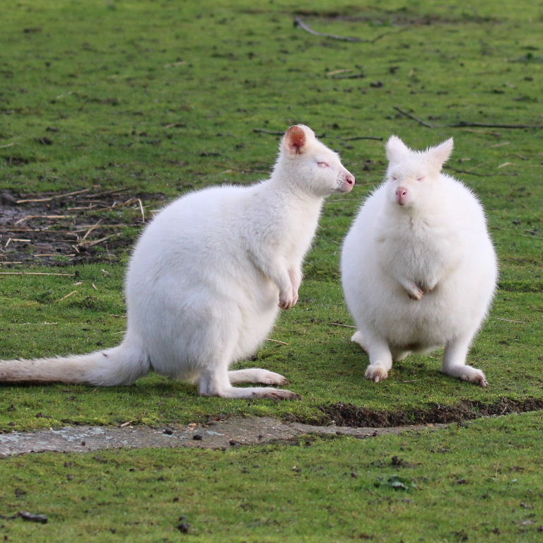 Albino Bennett's Wallabies