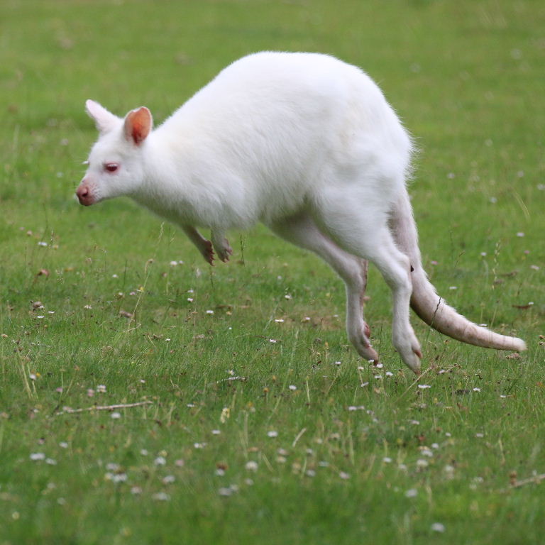 Albino Red-necked Wallaby
