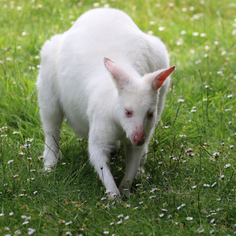 Albino Bennett's Wallaby