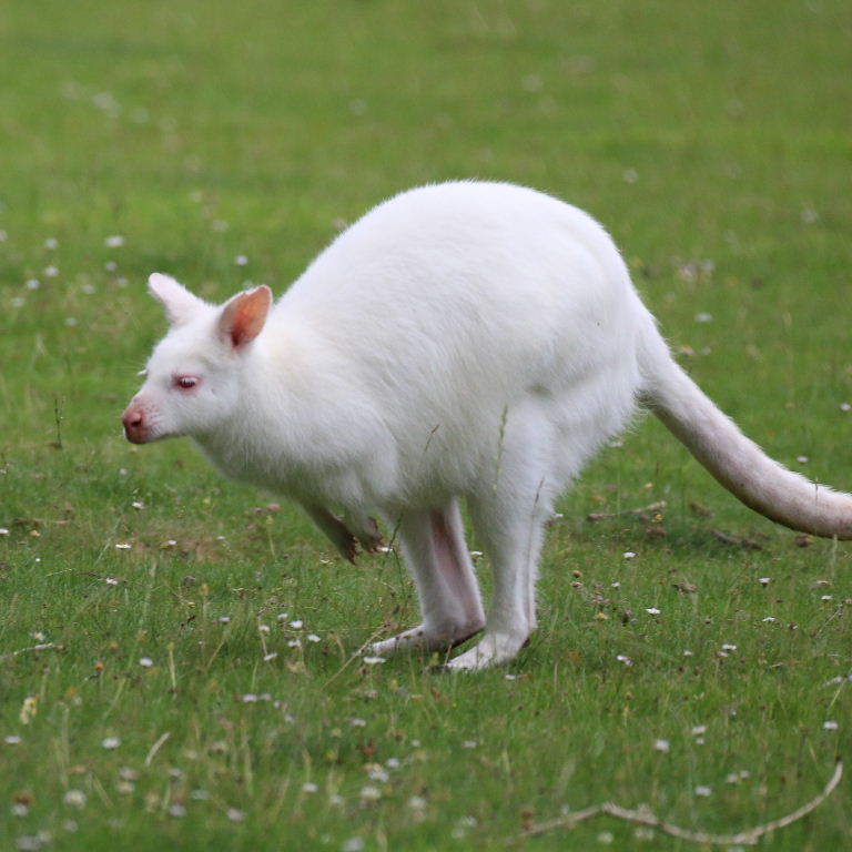 Albino Red-necked Wallaby