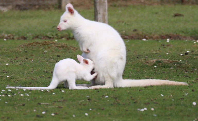 Albino Red-necked Wallaby with joey