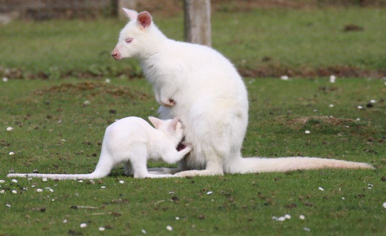 Albino Bennett's Wallaby with joey