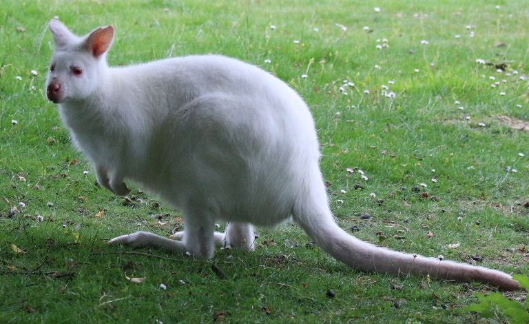 Albino Red-necked Wallaby