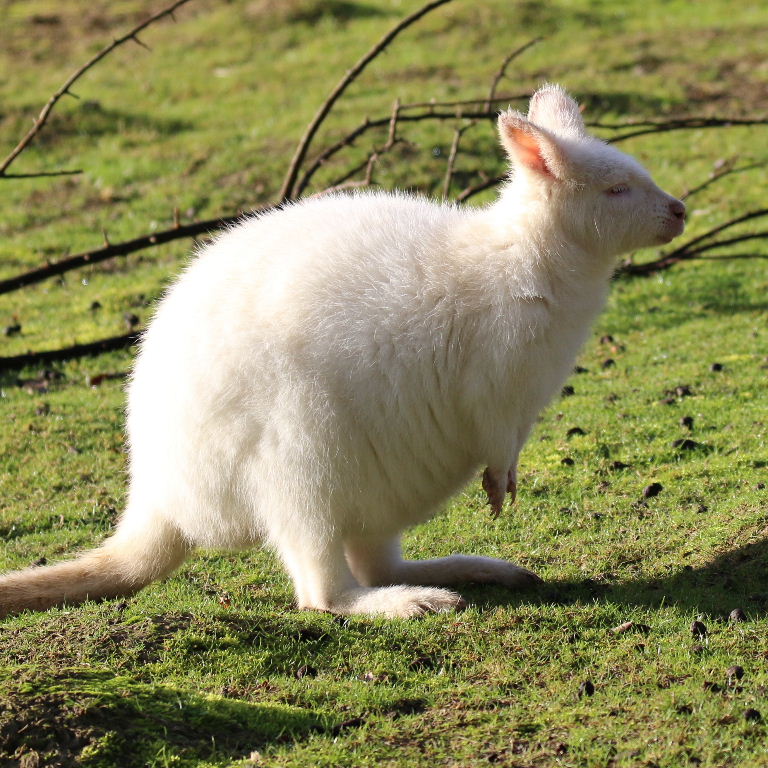 Albino Red-necked Wallaby