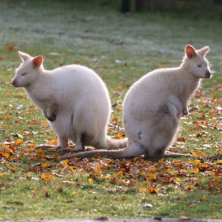 Albino Bennett's Wallabies in autumn