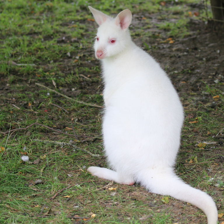 Albino Red-necked Wallaby