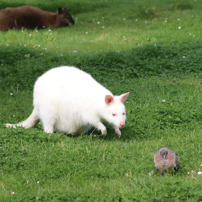 Albino Red-necked Wallaby stalking juvenile pigeon
