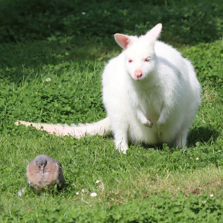 Albino Red-necked Wallaby with juvenile pigeon