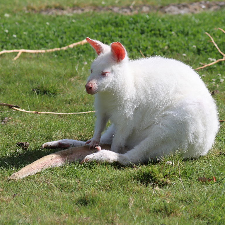 Albino Wallaby sitting on tail