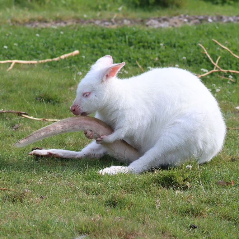 Albino Wallaby cleaning tail