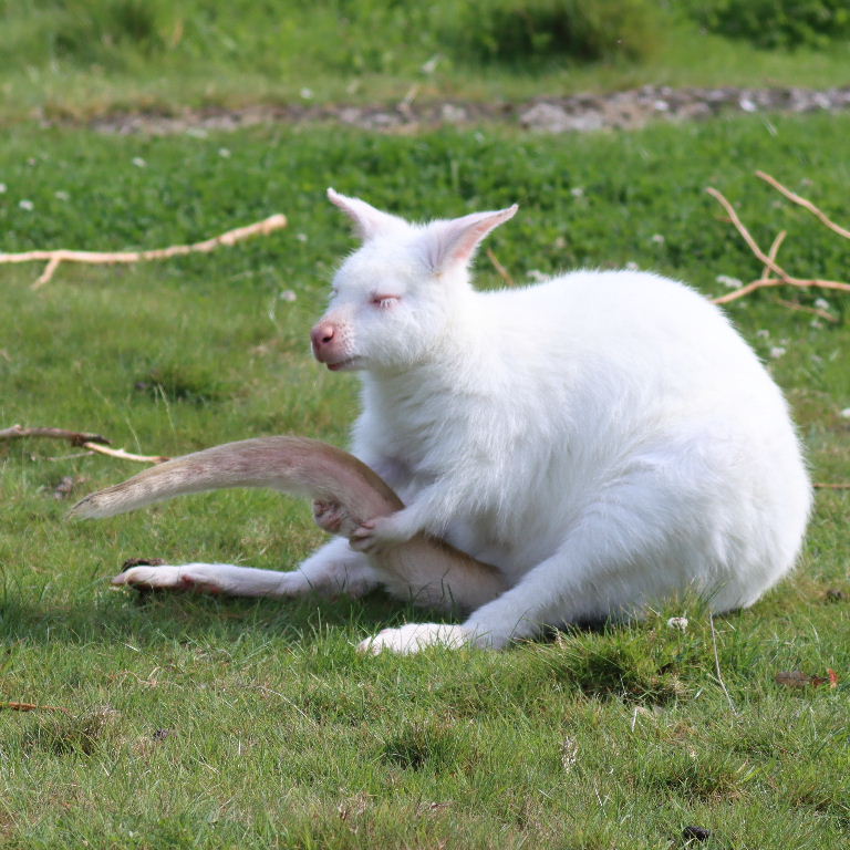 Albino Wallaby carrying tail