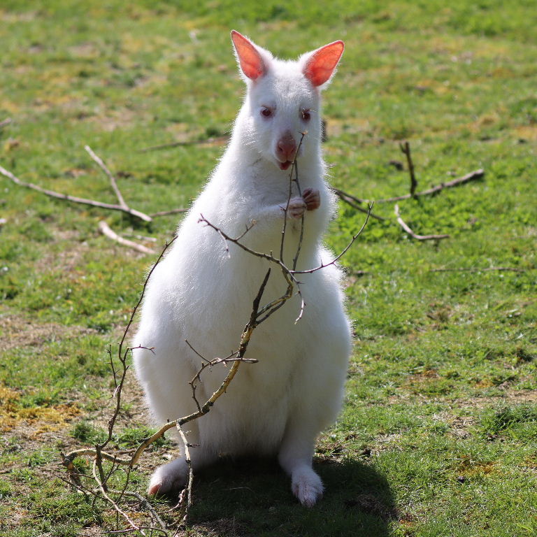 Albino Wallaby with twig