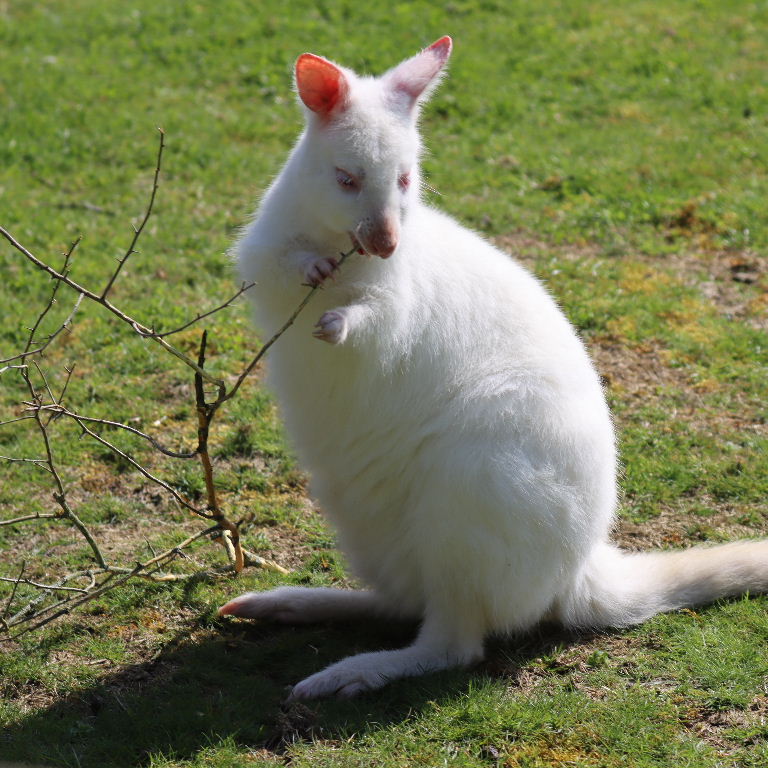 Albino Wallaby with twig