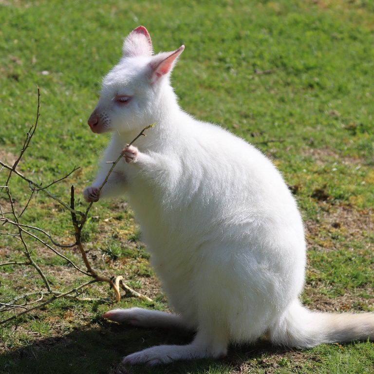 Albino Wallaby with twig