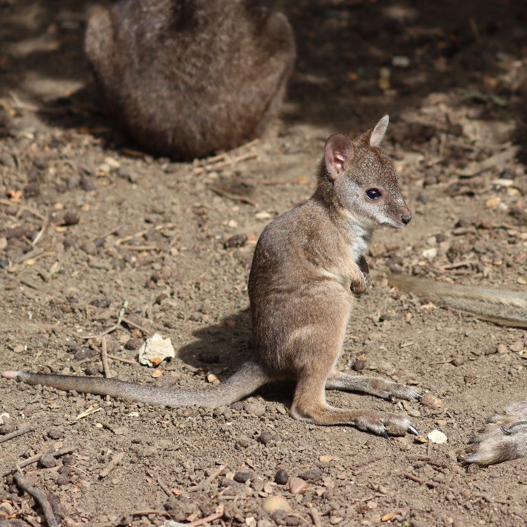 Parma wallaby joey