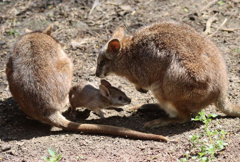 Parma wallaby joey