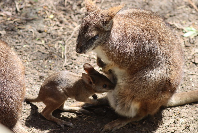 Parma wallaby joey